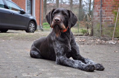 Дратхаар Sapo II v.d. Dachswiese